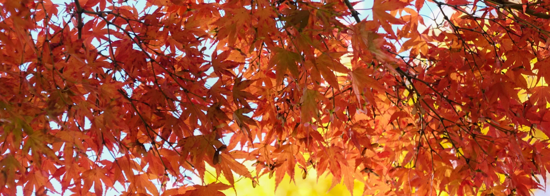 Be Ge Herbstlaub