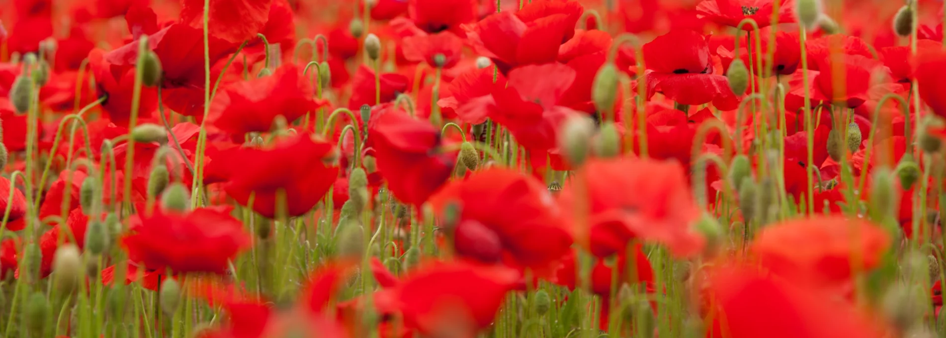 Mohn2 2014